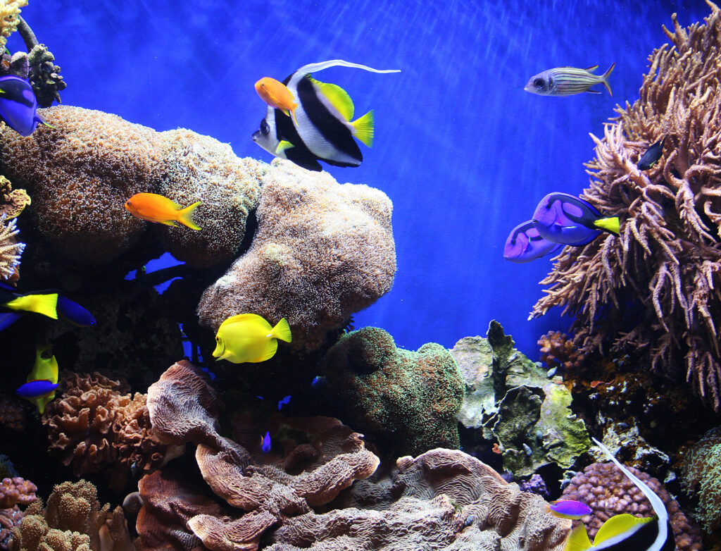 Quality Aquariums  North Carolina - East Carolina Pets