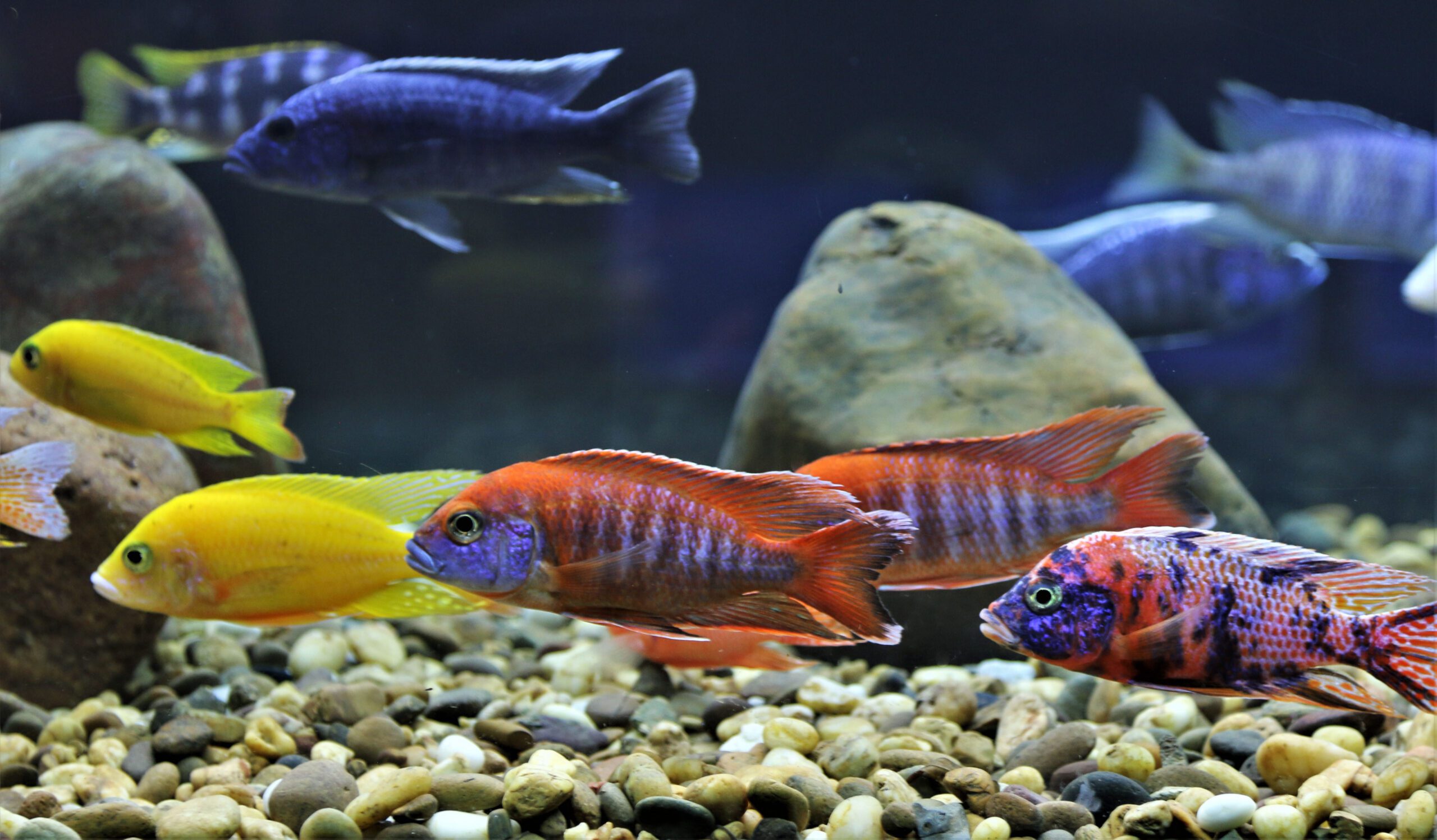 Aquarium Maintenance  North Carolina - East Carolina Pets