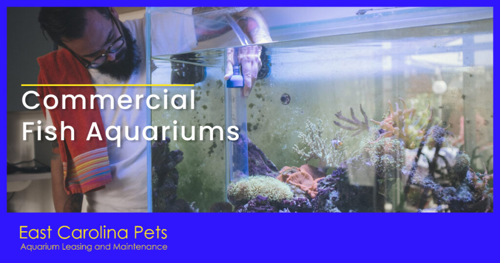 Aquarium Maintenance  North Carolina - East Carolina Pets